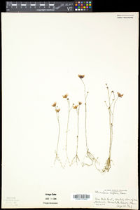 Utricularia gibba image