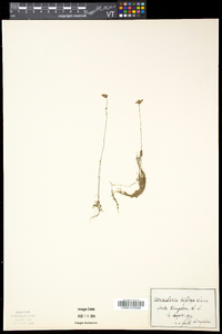 Utricularia gibba image