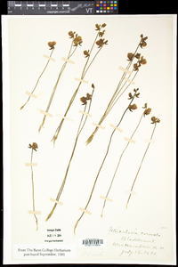 Utricularia cornuta image