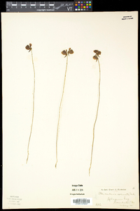 Utricularia cornuta image