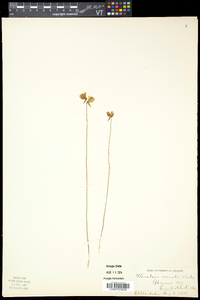 Utricularia cornuta image