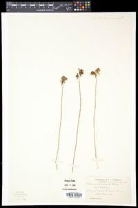 Utricularia cornuta image