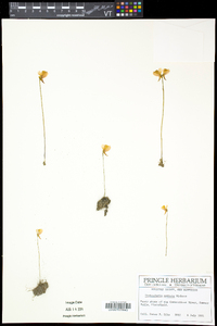 Utricularia cornuta image