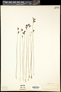 Utricularia cornuta image