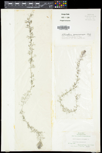 Utricularia geminiscapa image