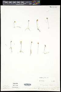 Utricularia gibba image