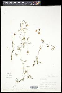 Utricularia radiata image