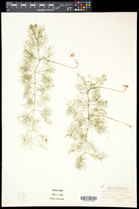 Utricularia purpurea image