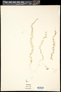 Utricularia intermedia image