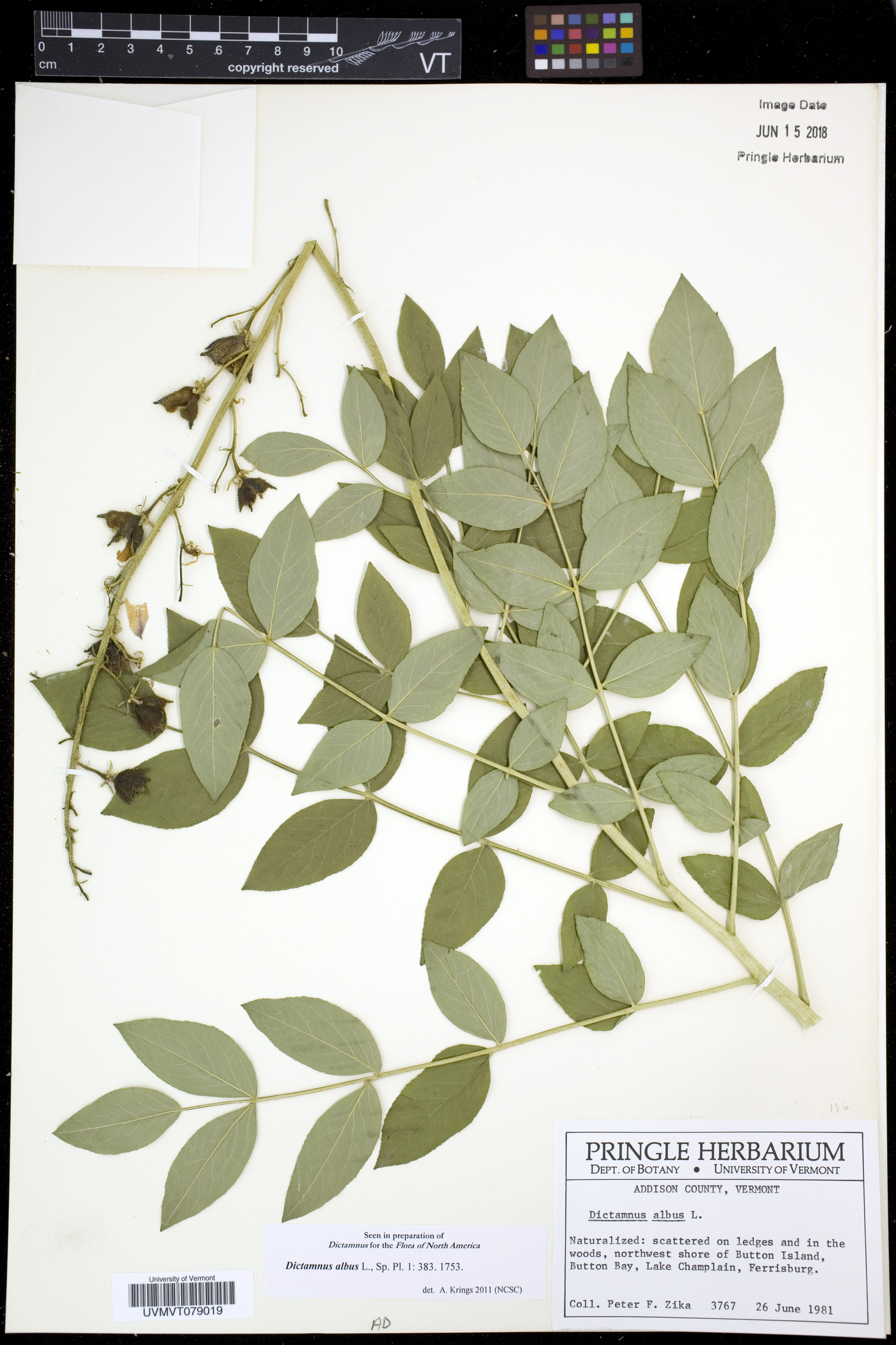 Dictamnus albus image