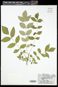 Zanthoxylum americanum image