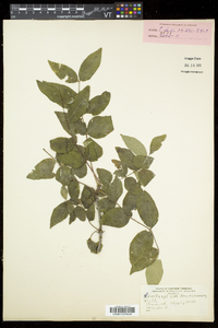 Zanthoxylum americanum image