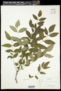 Zanthoxylum americanum image