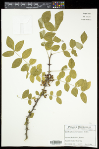 Zanthoxylum americanum image