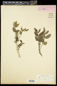 Zanthoxylum americanum image