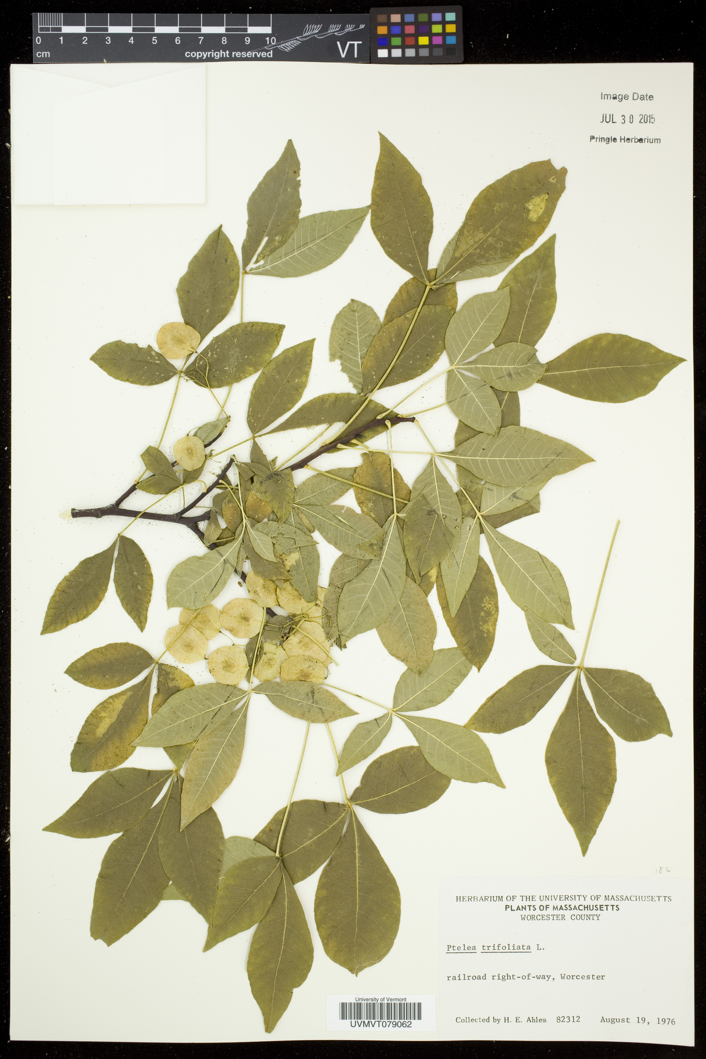 Ptelea trifoliata subsp. trifoliata image