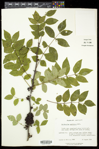 Zanthoxylum americanum image