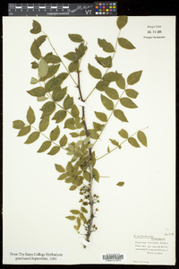 Zanthoxylum americanum image