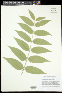 Ailanthus altissima image