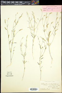 Polygala ambigua image