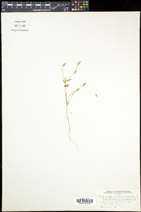 Polygala ambigua image