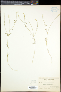 Polygala verticillata image