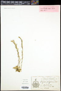 Polygala polygama image