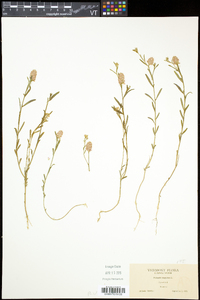 Polygala sanguinea image