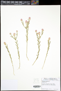 Polygala sanguinea image