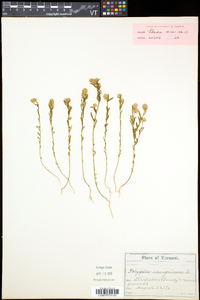 Polygala sanguinea image