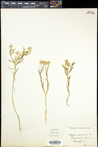 Polygala sanguinea image