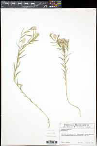 Polygala sanguinea image