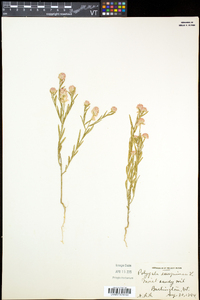 Polygala sanguinea image