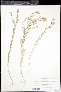 Polygala sanguinea image