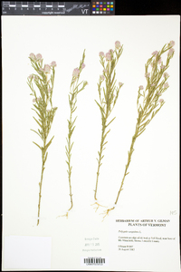 Polygala sanguinea image