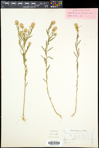 Polygala sanguinea image