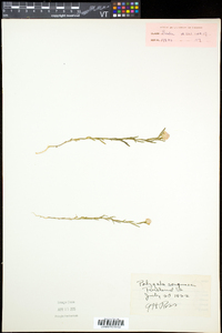 Polygala sanguinea image