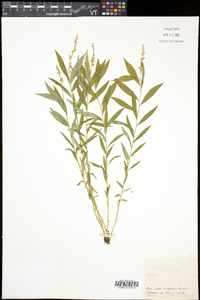 Polygala senega image