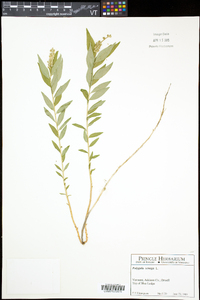 Polygala senega image