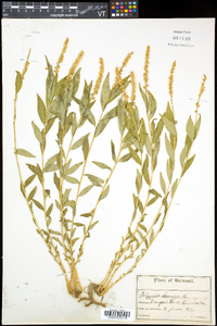 Polygala senega image