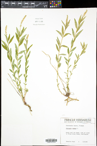 Polygala senega image