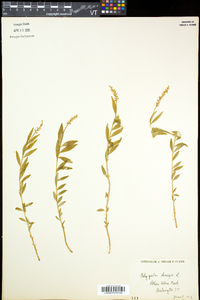 Polygala senega image