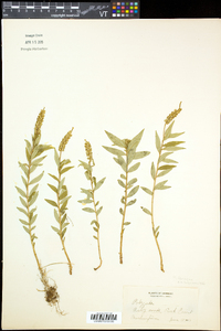 Polygala senega image