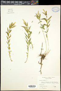 Polygala senega image