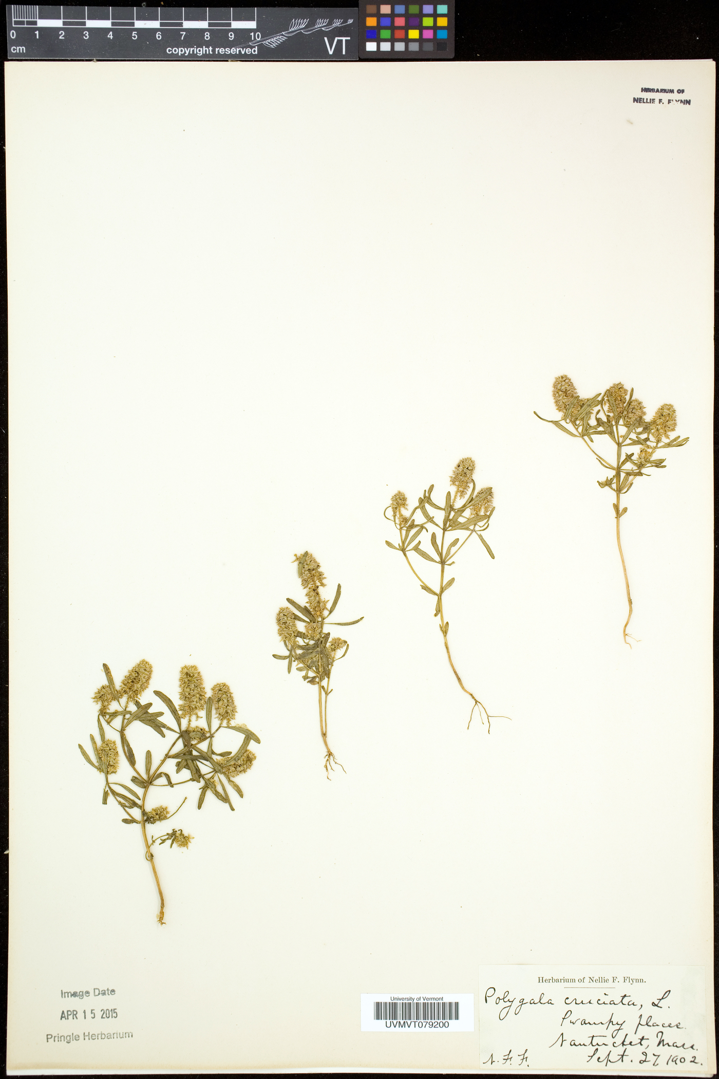 Polygala cruciata subsp. aquilonia image