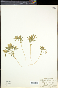Polygala cruciata subsp. aquilonia image