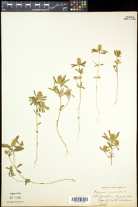 Polygala cruciata image