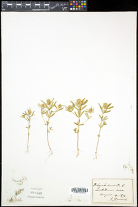 Polygala cruciata image