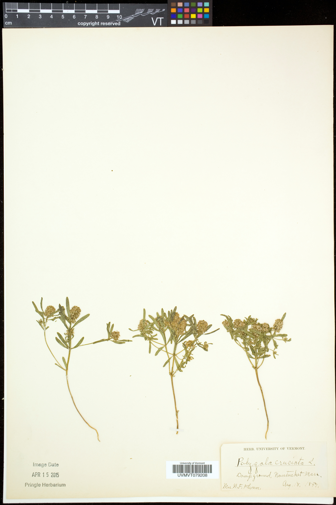 Polygala cruciata subsp. aquilonia image