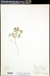 Polygala cruciata subsp. aquilonia image